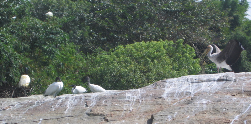Birds at the sanctuary